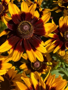 Rudbeckia 'Denver Daisy'