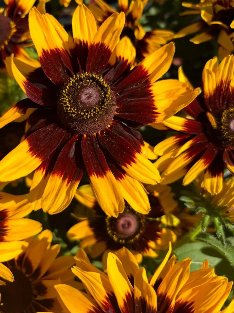Rudbeckia 'Denver Daisy'