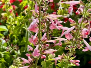 Salvia 'Hummingbird™ Coral Nymph'