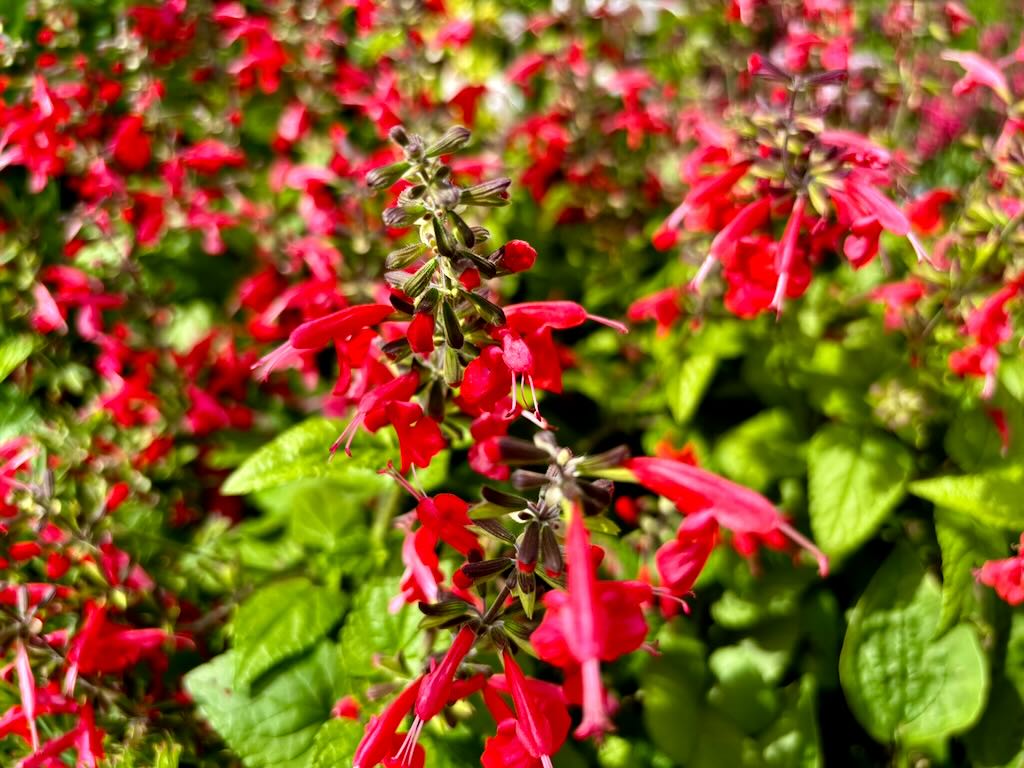 Salvia Summer Jewel Red - Online Flower Garden Salvia'Summer Jewel Red'