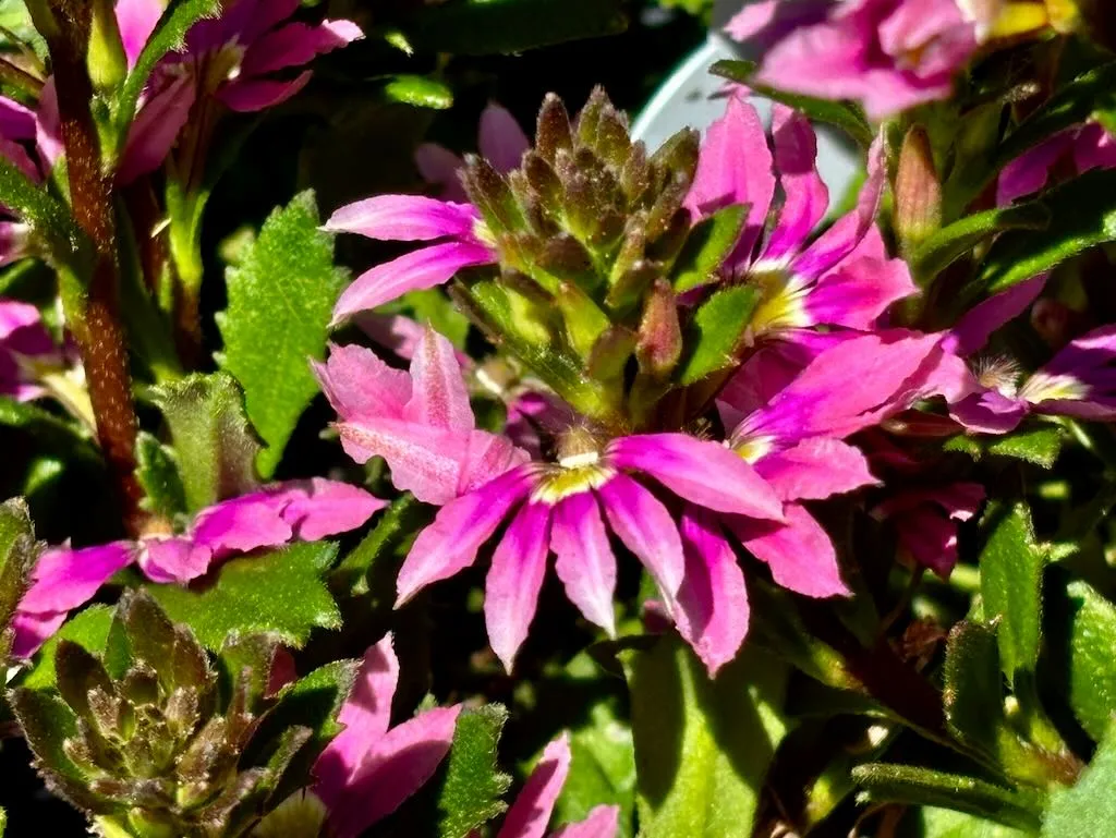 Scaevola Pink Brilliance-1_result - Online Flower Garden Scaevola 'Pink Brilliance'