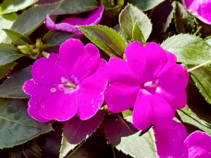 SunPatiens® Compact Lilac