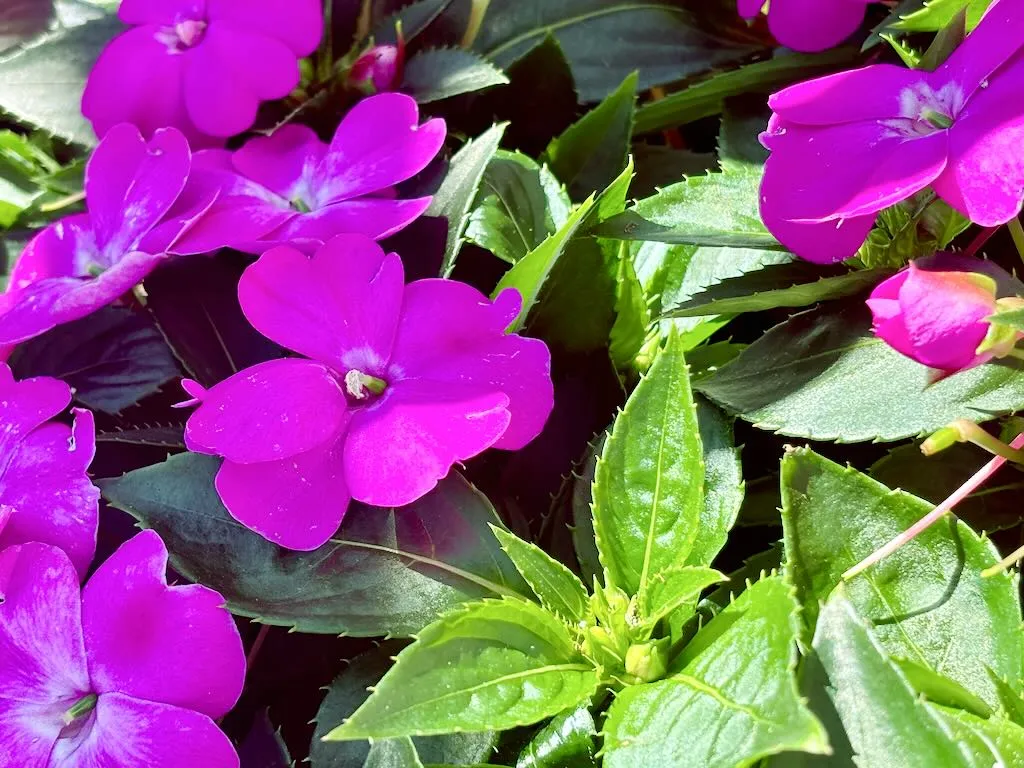SunPatiens® Compact Lilac