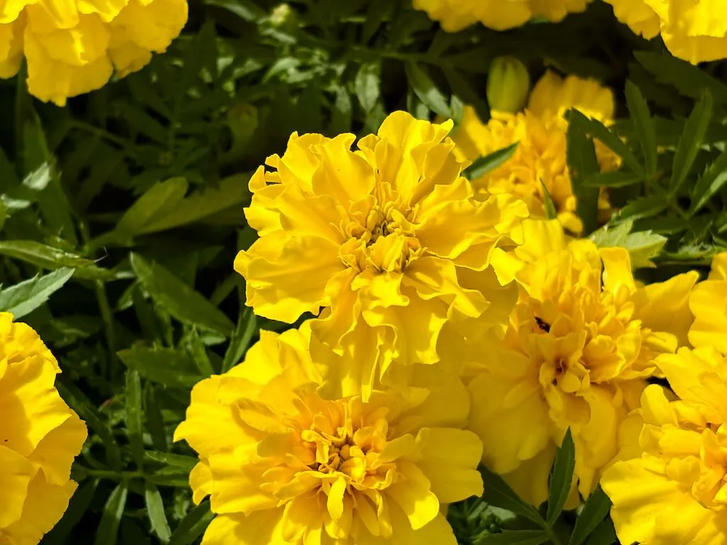 Tagetes patula ‘Bonanza™ Yellow’