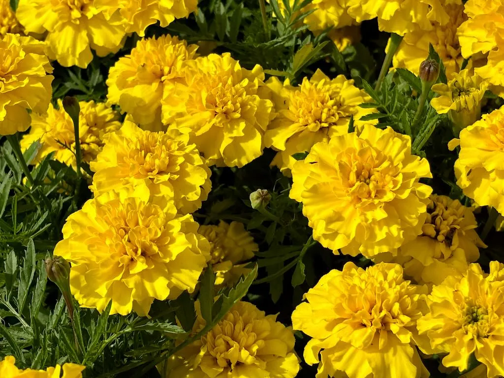 Tagetes patula ‘Bonanza™ Yellow’