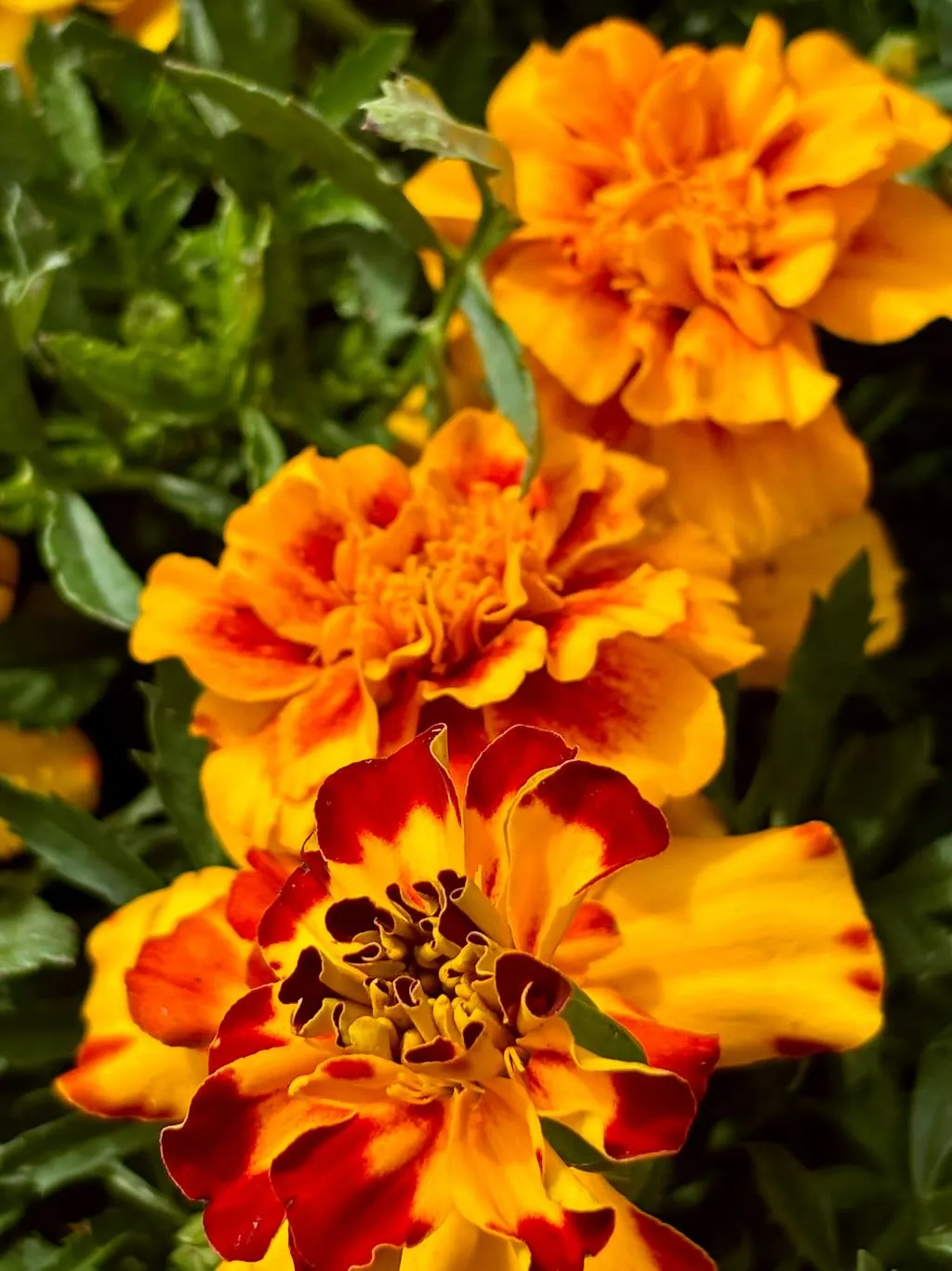 Tagetes patula Durango Bolero-1_result - Online Flower Garden Tagetes patula'Durango® Bolero'