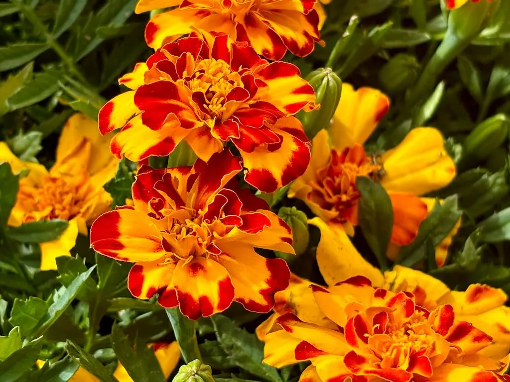 Tagetes patula Durango Bolero_result - Online Flower Garden Tagetes patula 'Durango® Bolero'