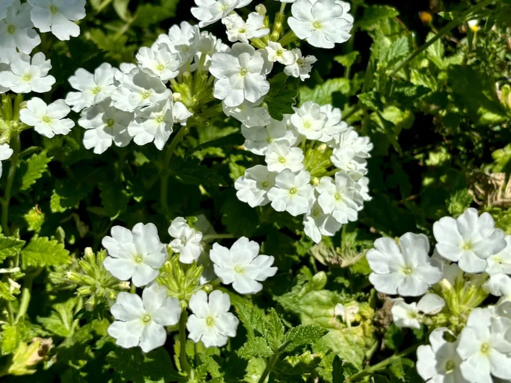 Verbena EnduraScape White-1_result - Online Flower Garden Verbena'EnduraScape™ White'