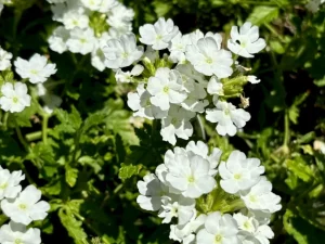 Verbena 'EnduraScape™ White'
