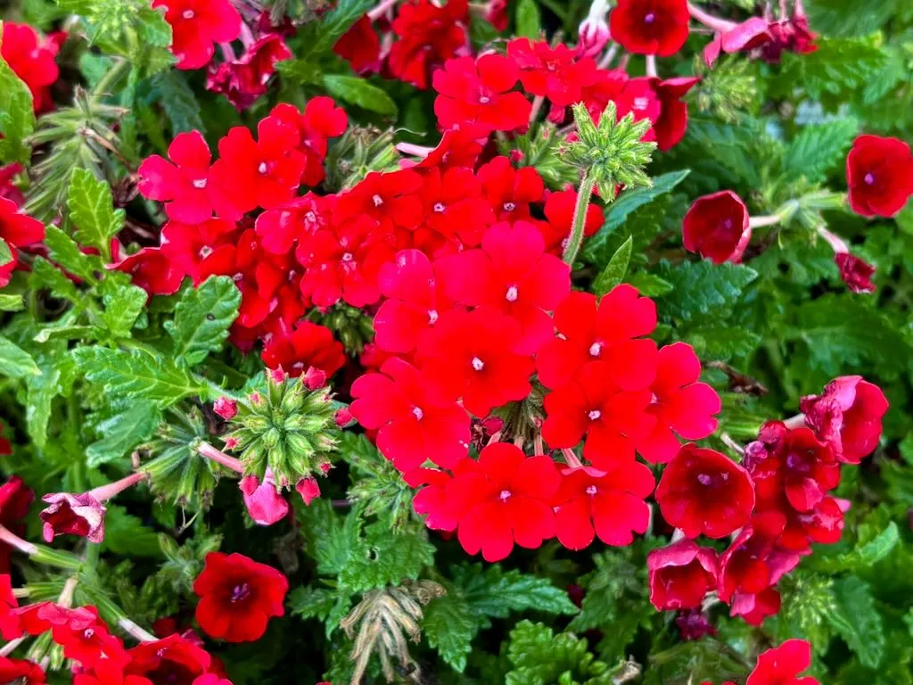 Verbena Temari Trailing Red_result - Online Flower Garden Verbena'Temari® Trailing Red'