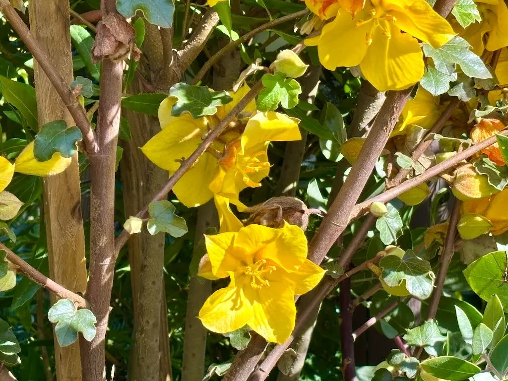 Fremontodendron California Glory-1_result - Online Flower Garden Fremontodendron'California Glory'
