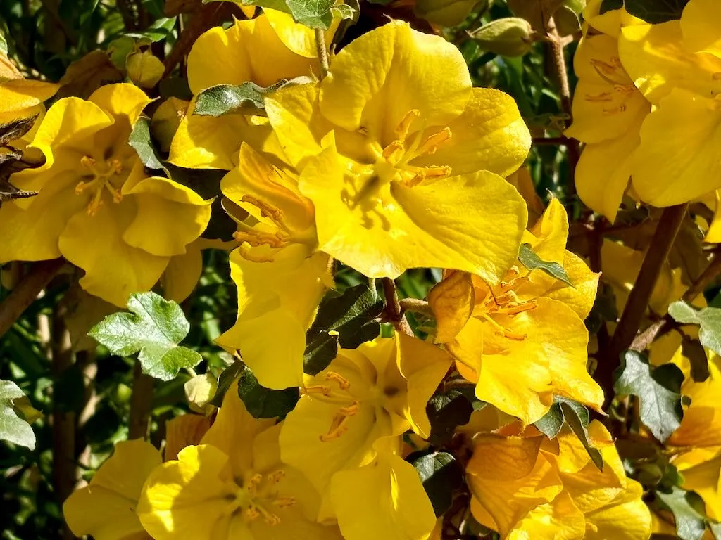 Fremontodendron California Glory_result - Online Flower Garden Fremontodendron 'California Glory'