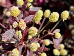 Alternanthera 'Purple Knight'