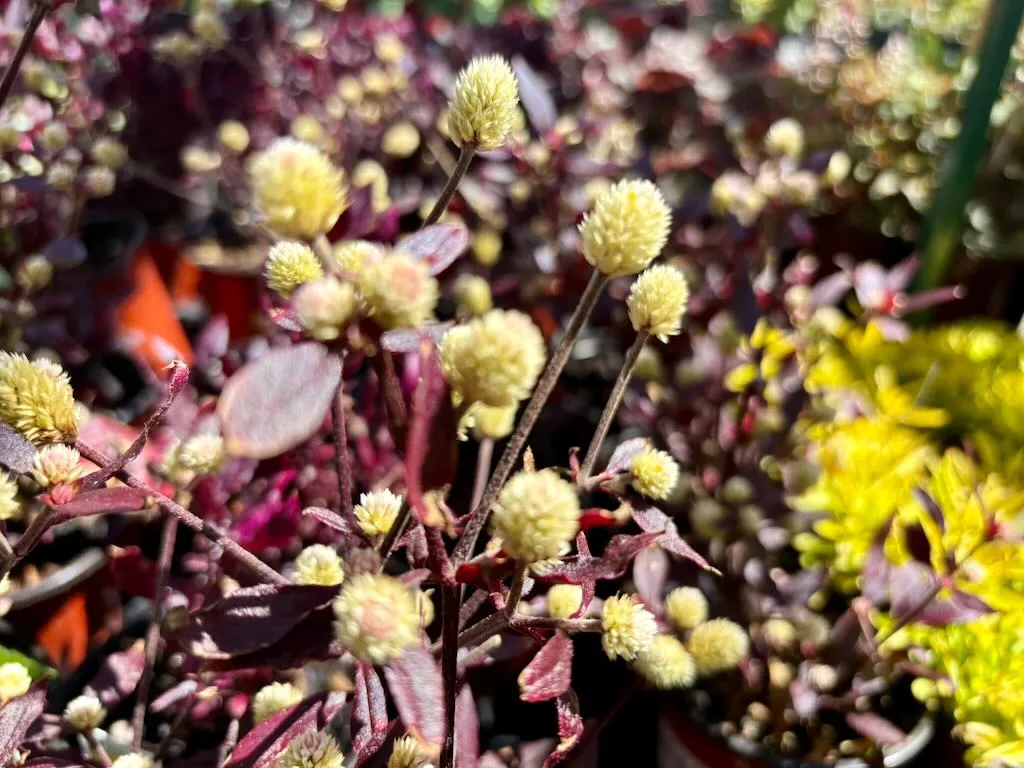 Alternanthera Purple Knight_result - Online Flower Garden Alternanthera'Purple Knight'