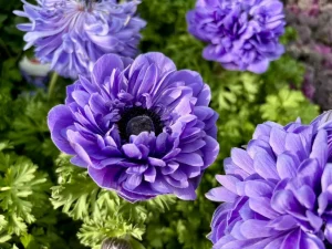 Anemone ‘Harmony Double Blue’