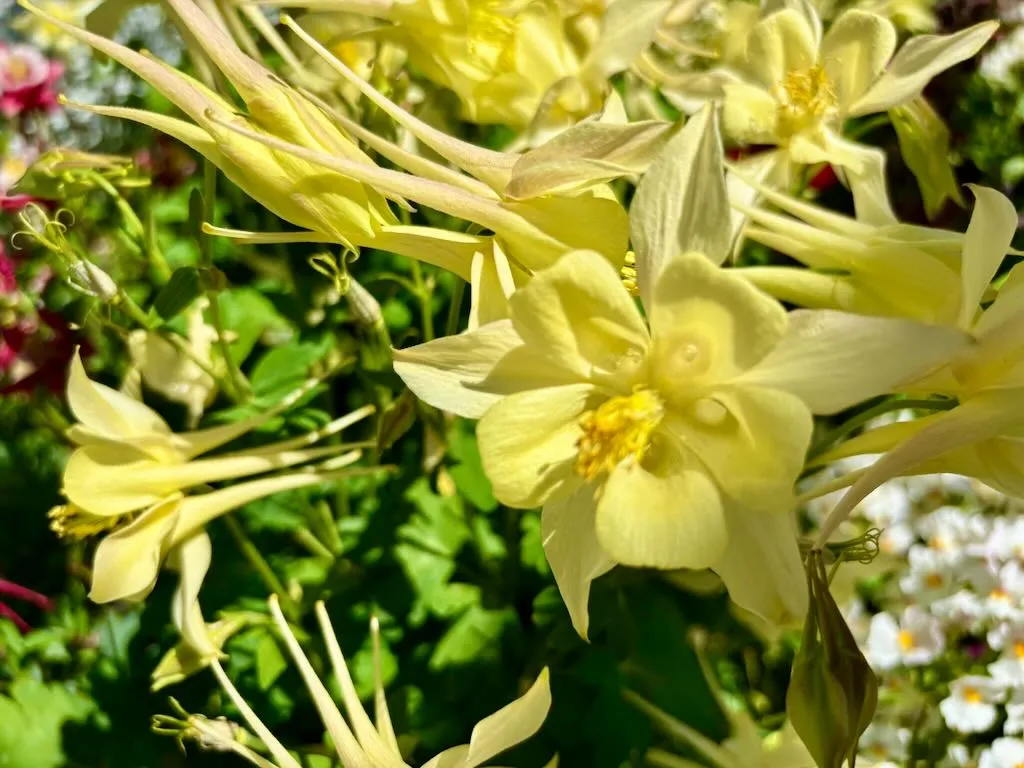 Aquilegia coerulea Kirigami Yellow_result - Online Flower Garden Aquilegia coerulea ‘Kirigami™ Yellow’