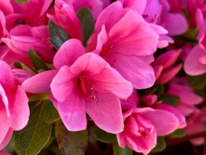 Azalea indicum 'Coral Bells'