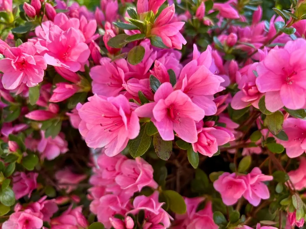 Azalea indicum Coral Bells_result - Online Flower Garden Azalea indicum 'Coral Bells'