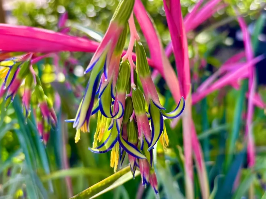 Billbergia nutans-1_result - Online Flower Garden Billbergia nutans