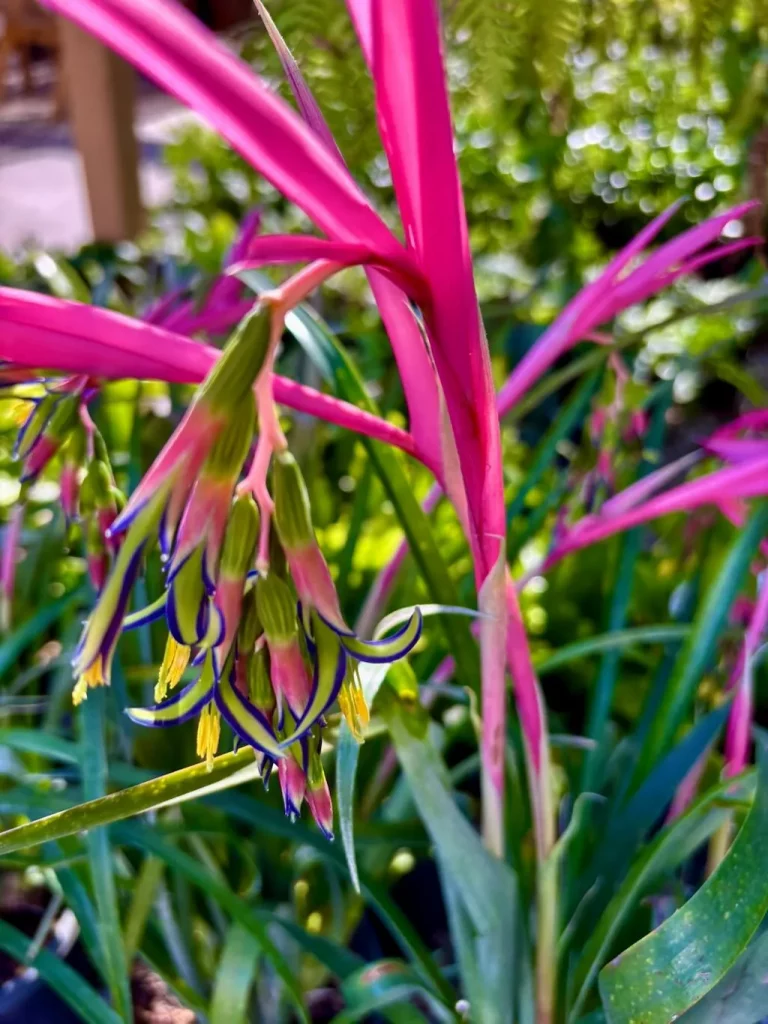 Billbergia nutans_result - Online Flower Garden Billbergia nutans