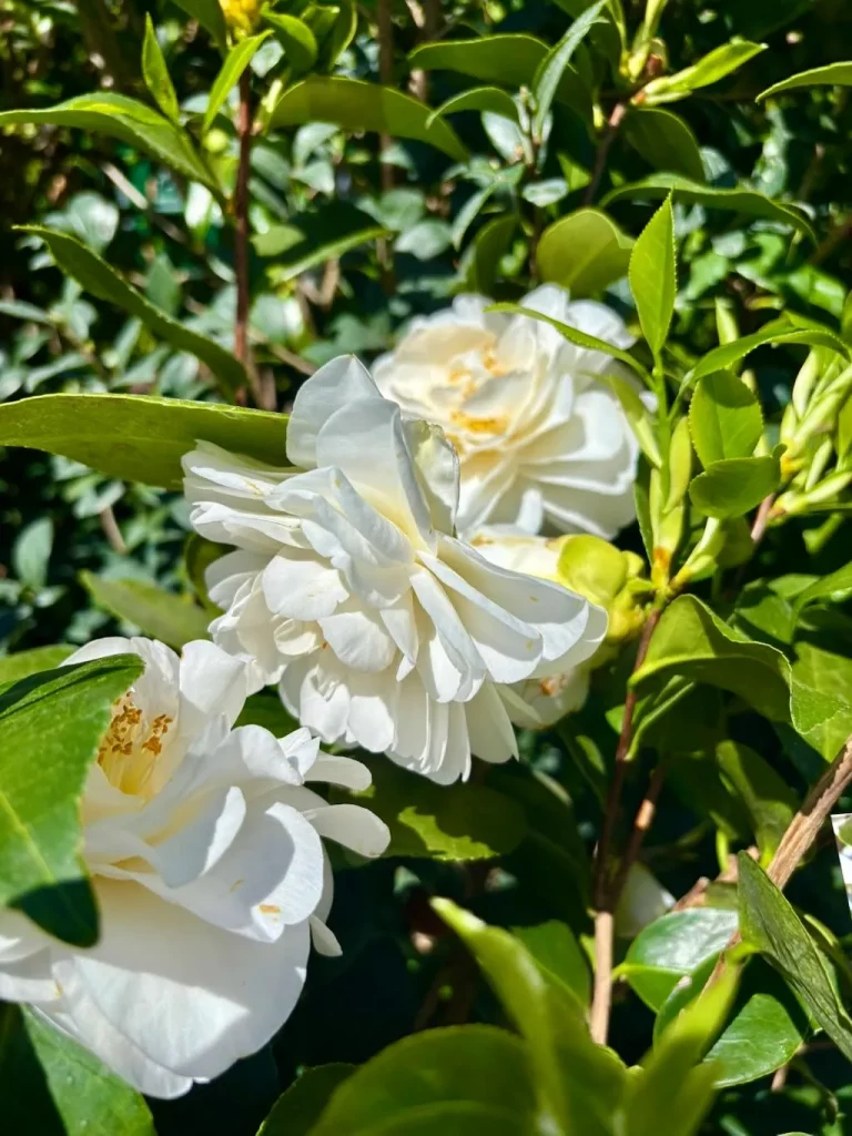 Camellia Swan Lake-1_result - Online Flower Garden Camellia ‘Swan Lake’