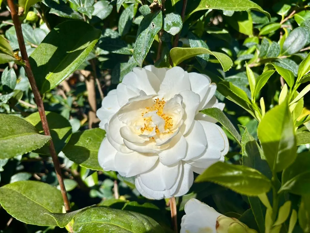 Camellia Swan Lake_result - Online Flower Garden Camellia ‘Swan Lake’
