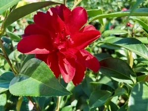 Camellia japonica ‘Julius Nuccio’