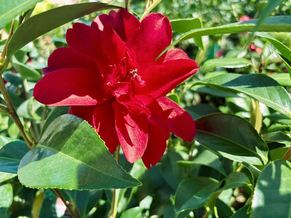 Camellia japonica Julius Nuccio-1_result - Online Flower Garden Camellia japonica ‘Julius Nuccio’