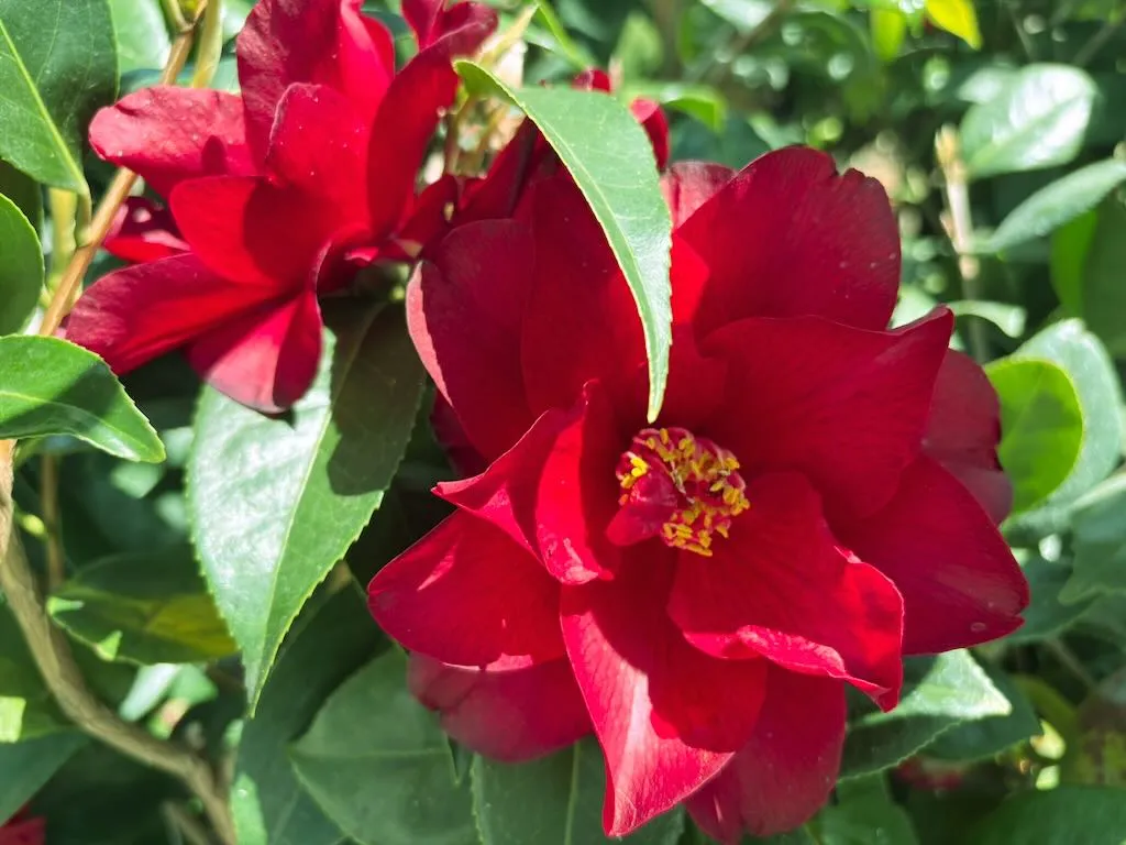 Camellia japonica Julius Nuccio_result - Online Flower Garden Camellia japonica ‘Julius Nuccio’