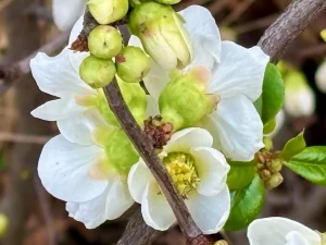 Chaenomeles ‘Jet Trail’