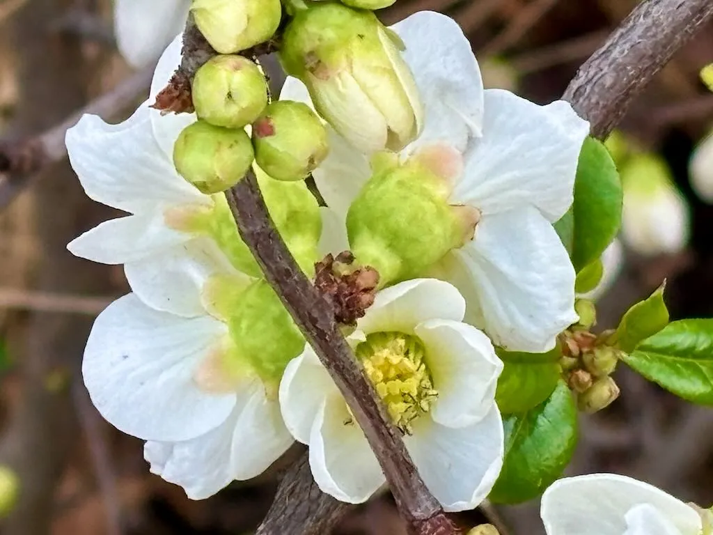 Chaenomeles Jet Trail_result - Online Flower Garden Chaenomeles ‘Jet Trail’