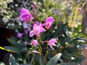 Dendrobium kingianum