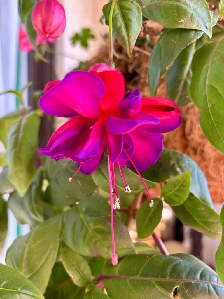 Fuchsia ‘Voodoo’