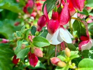 Fuchsia ‘Windchimes Neon and White’