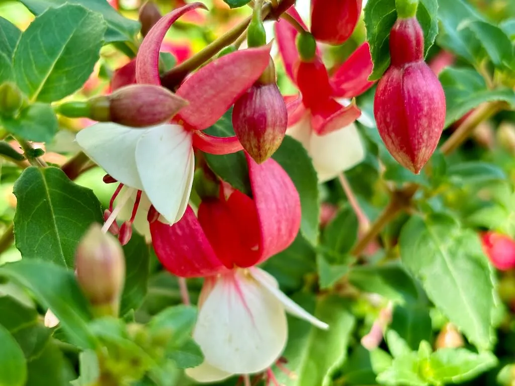 Fuchsia Windchimes Neon and White_result - Online Flower Garden Fuchsia ‘Windchimes Neon and White’