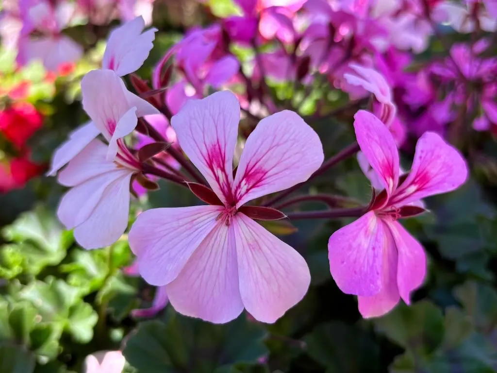 Geranium Caldera Lavender Glow-1_result - Online Flower Garden Geranium 'Caldera™ Lavender Glow'