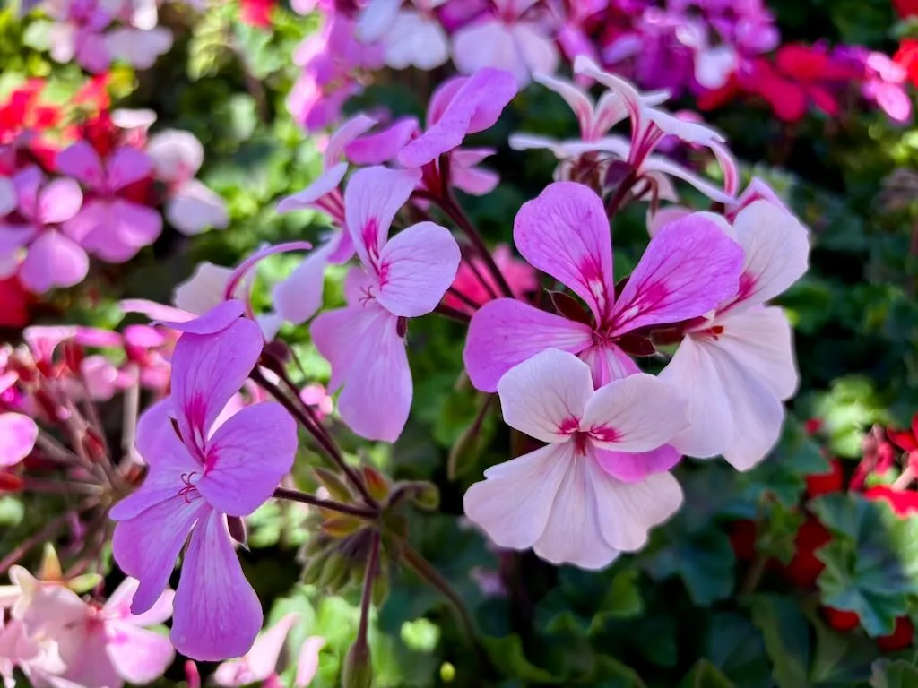 Geranium Caldera Lavender Glow_result - Online Flower Garden Geranium'Caldera™ Lavender Glow'