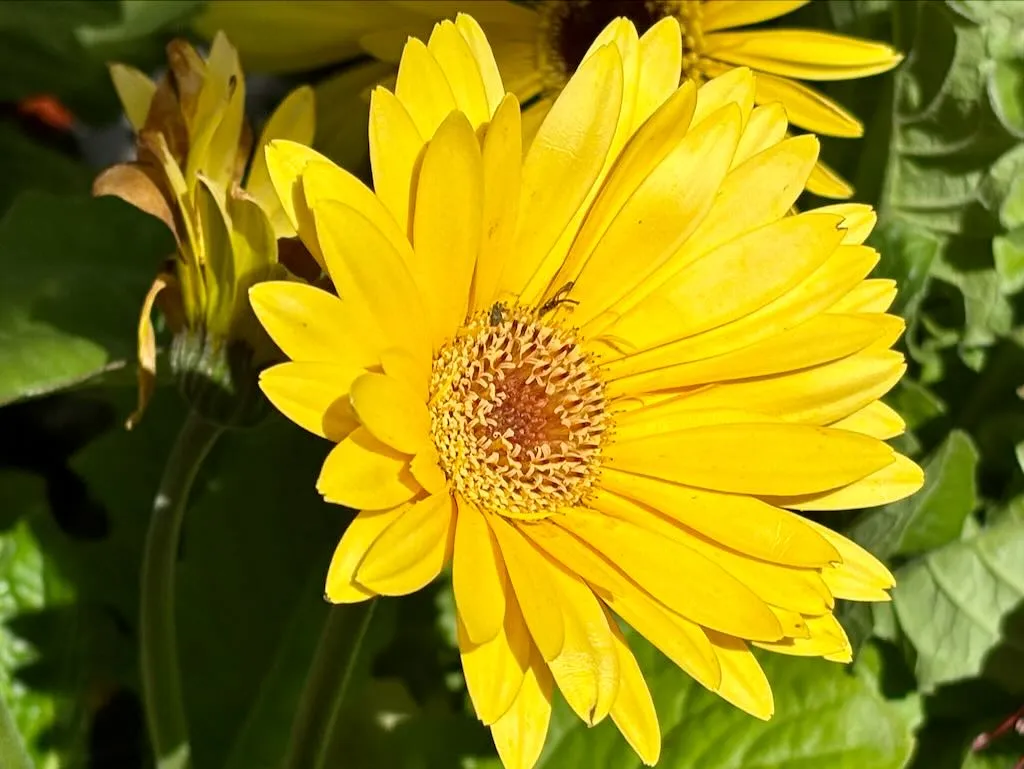 Gerbera Golden Yellow with Dark Eye-1_result - Online Flower Garden Gerbera 'Golden Yellow with Dark Eye'