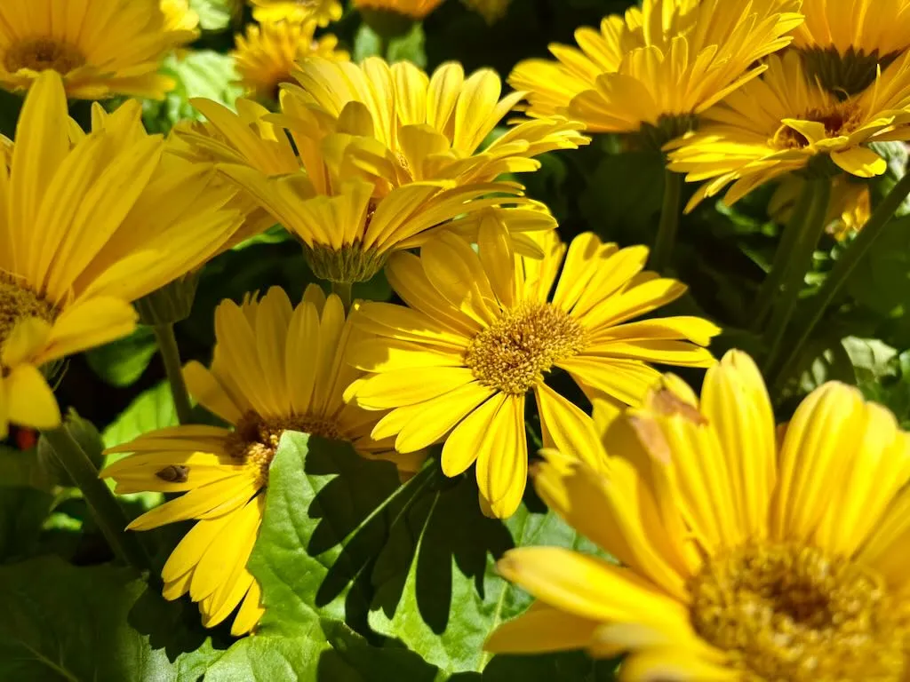 Gerbera Golden Yellow with Dark Eye_result - Online Flower Garden Gerbera'Golden Yellow with Dark Eye'
