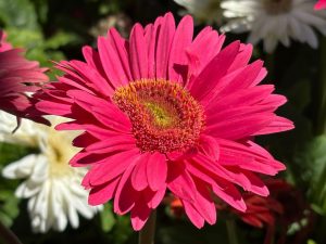 Gerbera 'Revolution Rose Bright Light Eye'