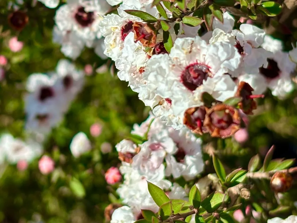 Leptospermum Snow White-1_result - Online Flower Garden Leptospermum 'Snow White'