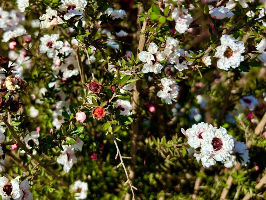 Leptospermum Snow White_result - Online Flower Garden Leptospermum 'Snow White'