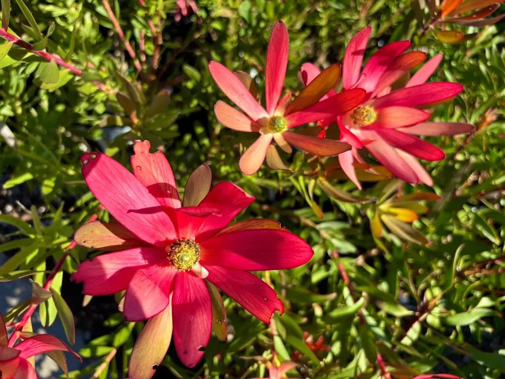 Leucadendron Red Gem-1_result - Online Flower Garden Leucadendron 'Red Gem'