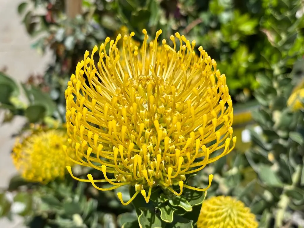 Leucospermum cordifolium Yellow Bird-1_result - Online Flower Garden Proteaceae Leucospermum cordifolium ‘Yellow Bird’