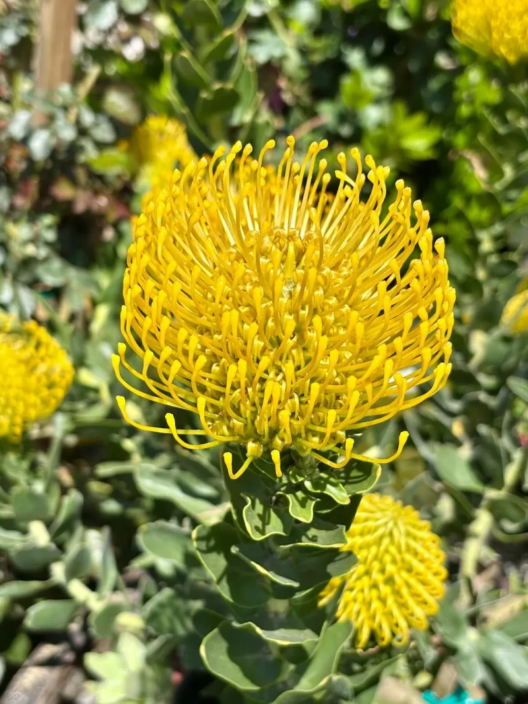 Leucospermum cordifolium Yellow Bird_result - Online Flower Garden Leucospermum cordifolium ‘Yellow Bird’