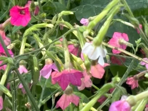 Nicotiana sanderi