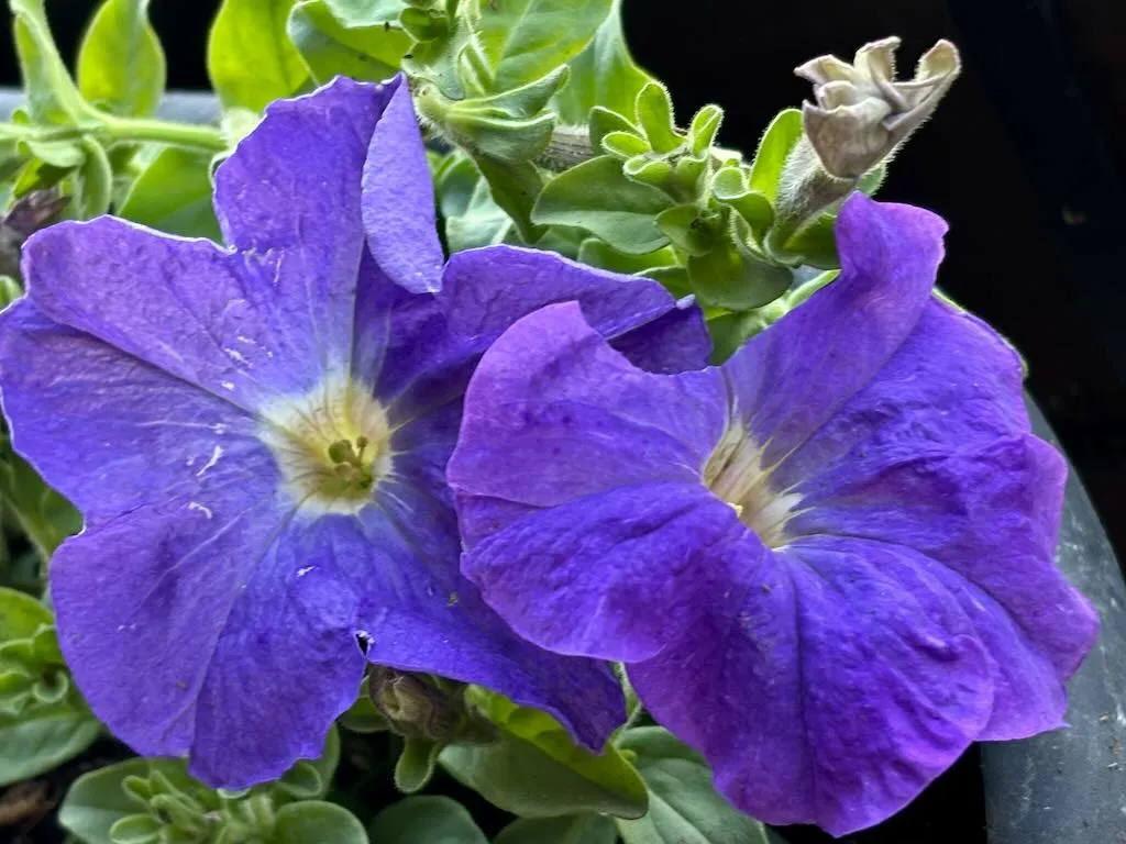Petunia Dreams Sky Blue-1_result - Online Flower Garden Petunia'Dreams Sky Blue'