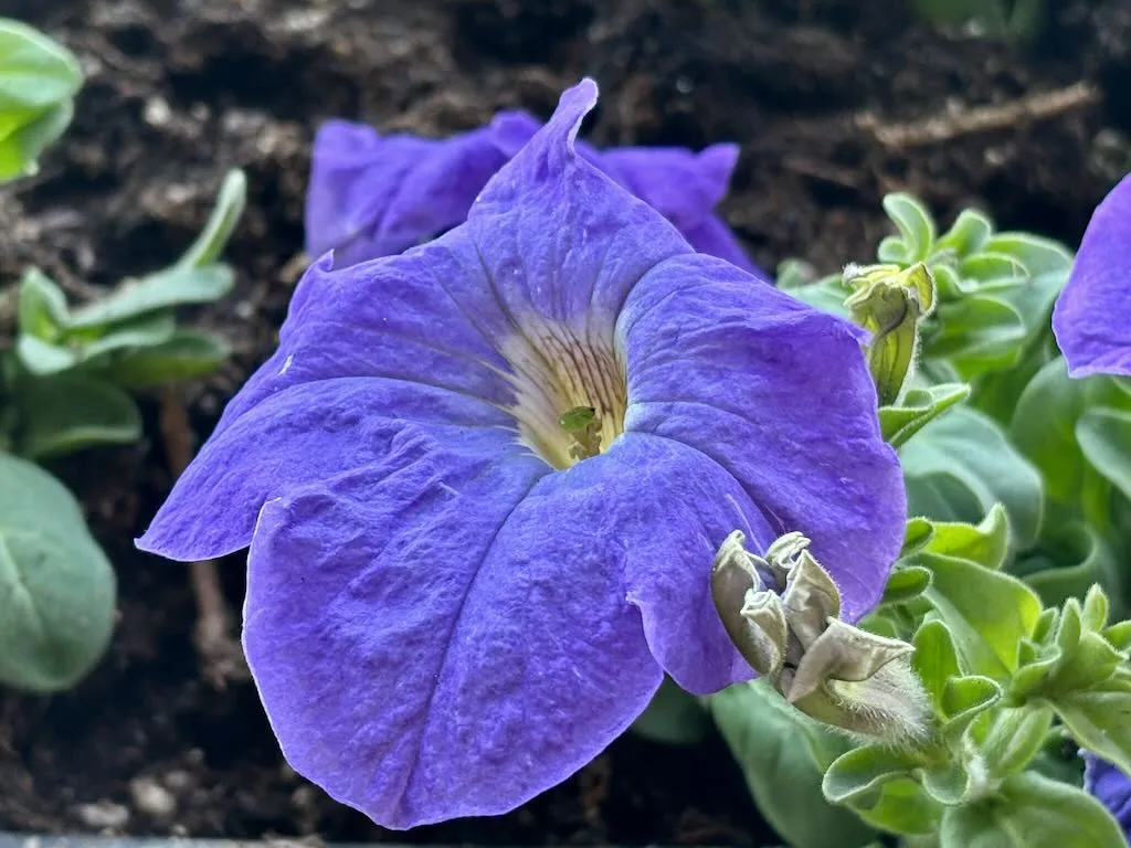 Petunia Dreams Sky Blue_result - Online Flower Garden Petunia 'Dreams Sky Blue'