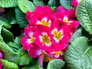 Primula acaulis 'Danessa Rose Bicolor'