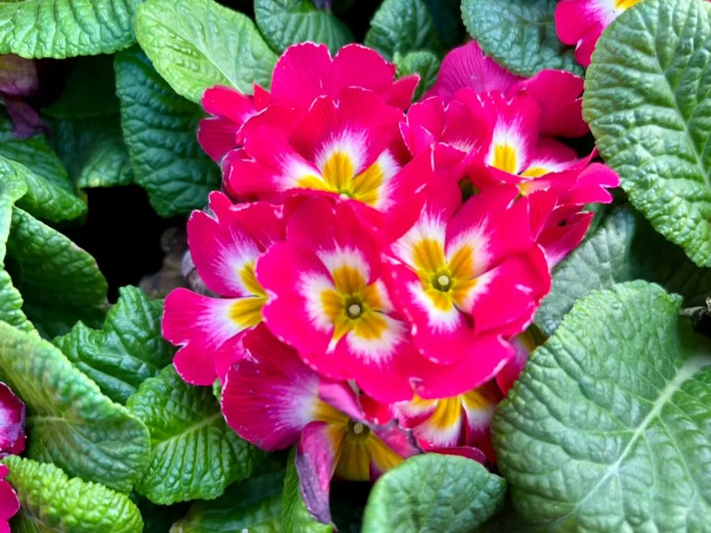 Primula acaulis Danessa Rose Bicolor-1_result - Online Flower Garden Primula acaulis 'Danessa Rose Bicolor'